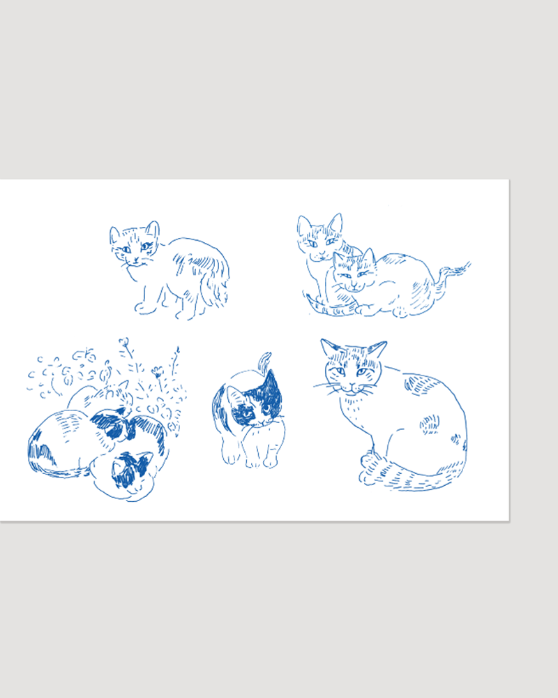 ⌜NEIGHBORHOOD CATS IN JEJU⌟